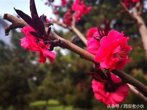 紅梅樹|紅梅(梅花的一種):紅梅介紹,形態特徵,葉,花,果,生長環。